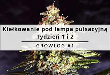 Tydzień 1 GROWLOG #1