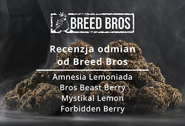Recenzja suszy z odmian Breed Bros