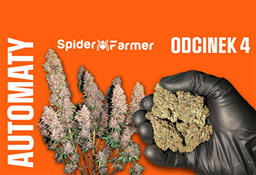 Odcinek 4 - automaty