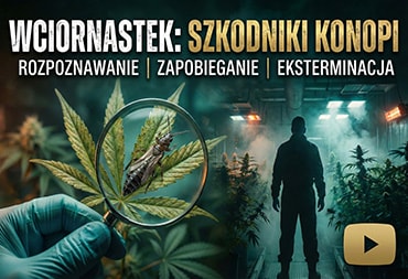 Wciornastek - rozpoznawanie, zapobieganie, eksterminacja | szkodniki konopi