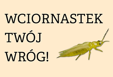 Wciornastek - rozpoznawanie, zapobieganie, eksterminacja | szkodniki konopi